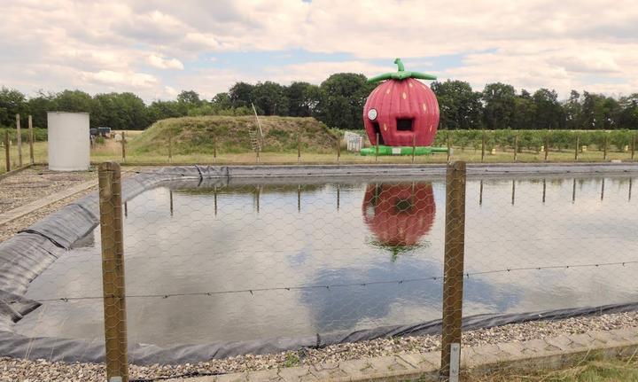 Wassermann Heidelbeeren